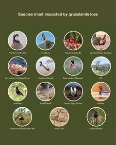 BHA, Advocates for Grassland Act Welcome New Conservation Tool