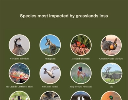 BHA, Advocates for Grassland Act Welcome New Conservation Tool
