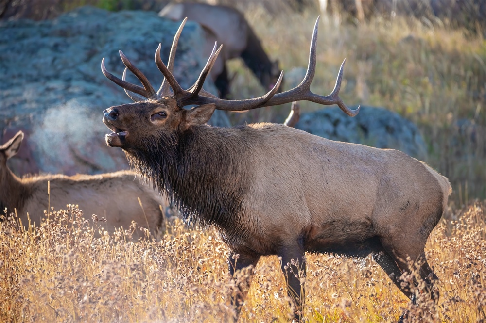 Thompson Divide Mineral Withdrawal Benefits Public Lands, Waters, Wildlife