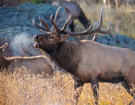 Thompson Divide Mineral Withdrawal Benefits Public Lands, Waters, Wildlife