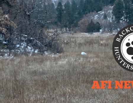 AFI Q:1 Newsletter