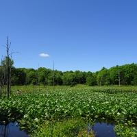 TN BHA - Legislation to END Sandhill Crane Hunting