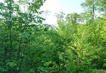 New Jersey Chapter Comments on Sparta Mountain WMA Forestry Management