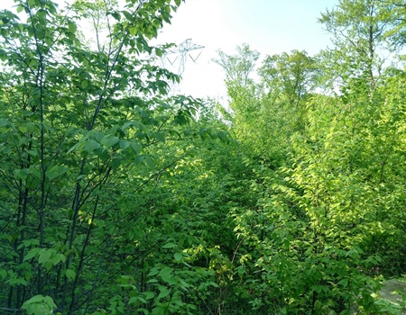 New Jersey Chapter Comments on Sparta Mountain WMA Forestry Management