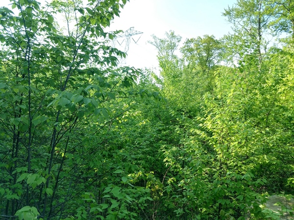 New Jersey Chapter Comments on Sparta Mountain WMA Forestry Management