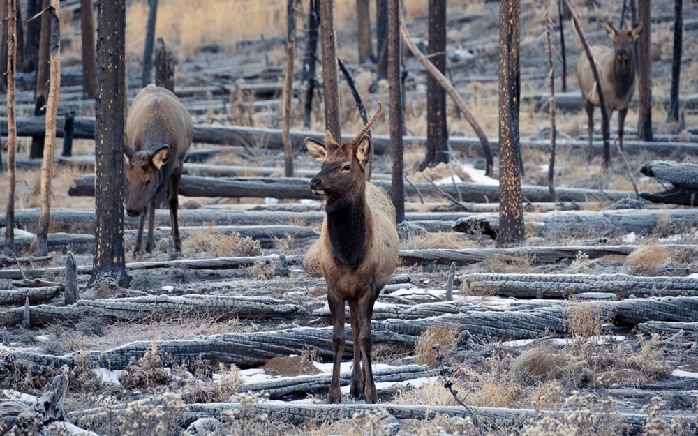 New Federal Legislation to Benefit Habitat, Falls Short of RAWA