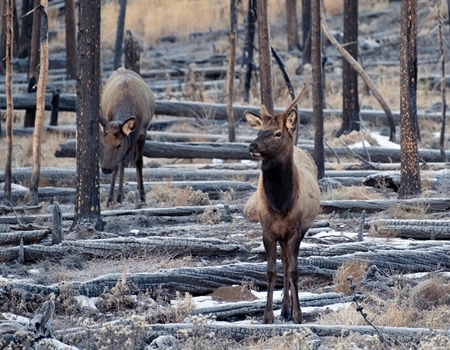 New Federal Legislation to Benefit Habitat, Falls Short of RAWA
