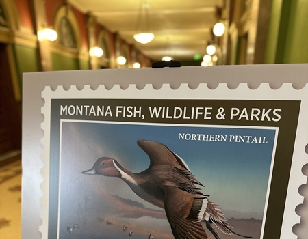 Governor Greg Gianforte unveiled the Montana 2024 Migratory Bird Stamp