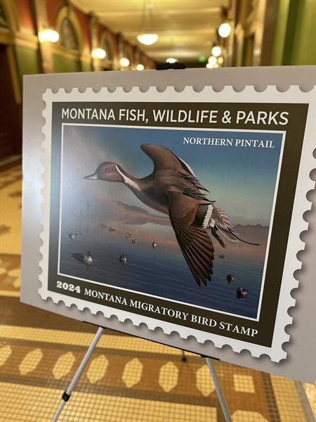 Governor Greg Gianforte unveiled the Montana 2024 Migratory Bird Stamp