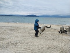 A Goose Hunt with a Conservation Twist