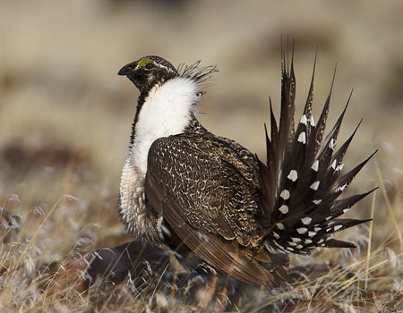 Department of Interior’s Long-term Commitment to Sagebrush Health Wins Praise from Sportsmen & Conservation Groups
