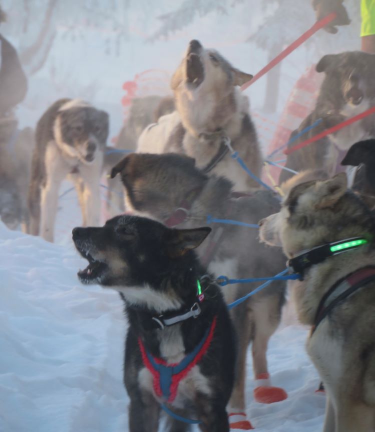 Call of the Wild - Alaska BHA Volunteers Answer