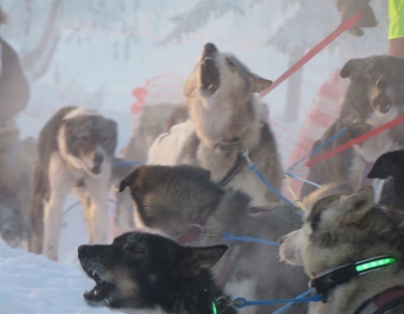 Call of the Wild - Alaska BHA Volunteers Answer