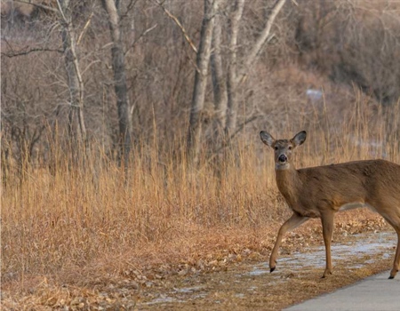 RI House Committee to Hold Hearings on Two Wildlife Bills
