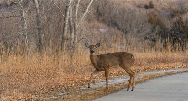 RI House Committee to Hold Hearings on Two Wildlife Bills