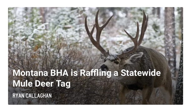 MONTANA BHA IS RAFFLING A STATEWIDE MULE DEER TAG