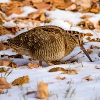 Support Expanded Sunday Hunting in Delaware