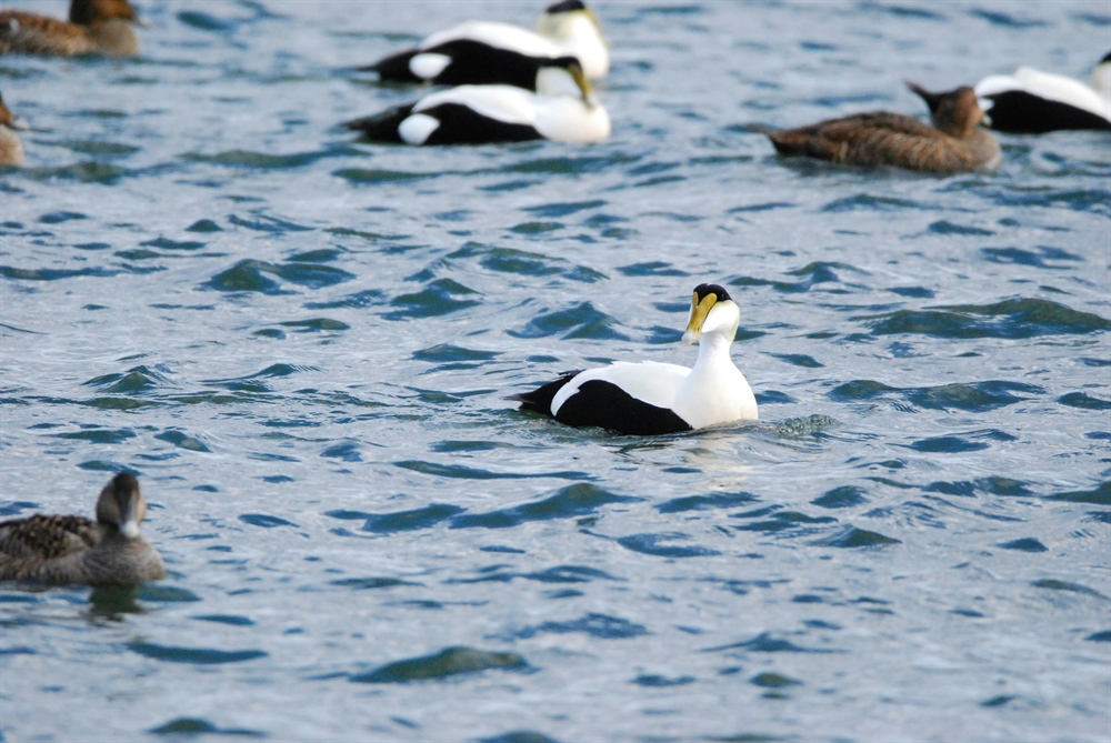 Rhode Island BHA Opposes Kelp Proposal that Impacts Wildlife Habitat, Hunting Access