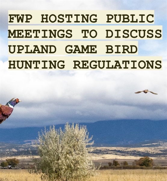 FWP Hosting Meetings to Discuss Upland Game Bird Regs