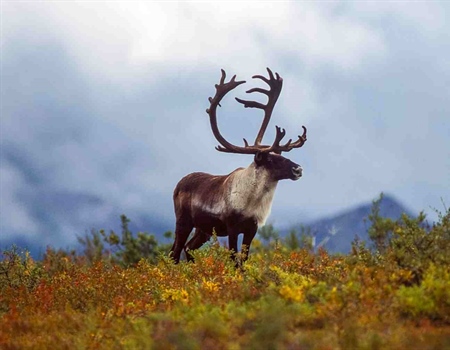 Decline of the Western Arctic Caribou Herd Continues: BOG is Considering Proposals to Close Hunting to Nonresidents on State Lands