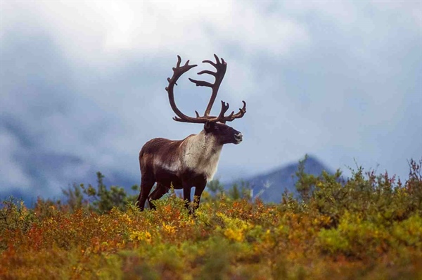 Decline of the Western Arctic Caribou Herd Continues: BOG is Considering Proposals to Close Hunting to Nonresidents on State Lands