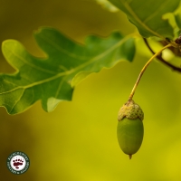 Indiana Forests - Healthy Management for Biodiversity & Recreation
