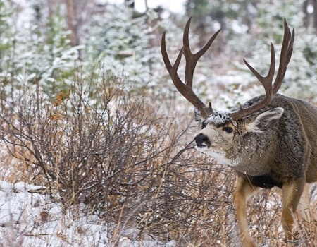 Montana BHA: 2023 Year In Review