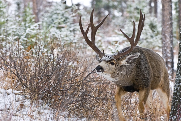 Montana BHA: 2023 Year In Review