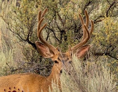 Senate Committee Advances Legislation to Conserve Public Lands