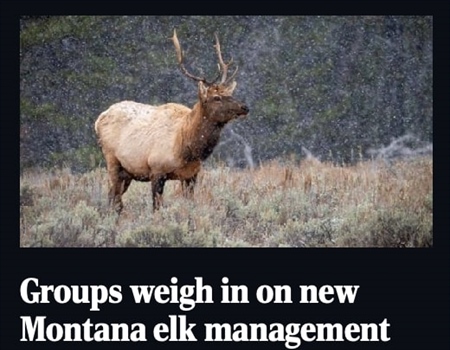 Groups weigh in on new Montana elk management plan