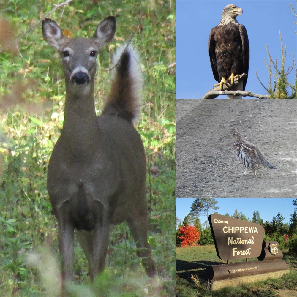 Northern Minnesota Deer Hunting: Hard Winters and Sage Advice