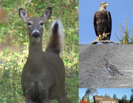 Northern Minnesota Deer Hunting: Hard Winters and Sage Advice