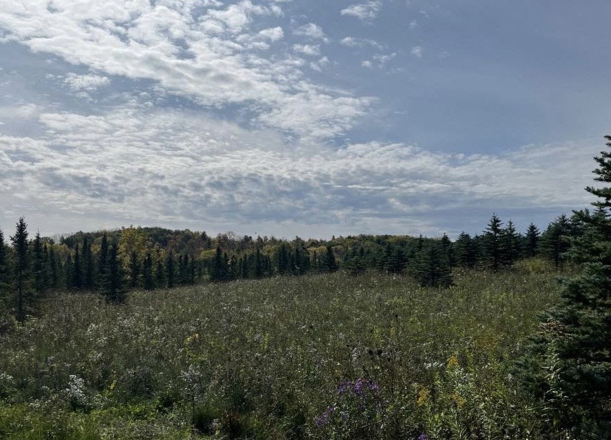 Wisconsin BHA Donates Christmas Trees to Families in Need- Helps Improve Public Land Habitat