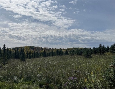 Wisconsin BHA Donates Christmas Trees to Families in Need- Helps Improve Public Land Habitat