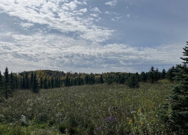 Wisconsin BHA Donates Christmas Trees to Families in Need- Helps Improve Public Land Habitat