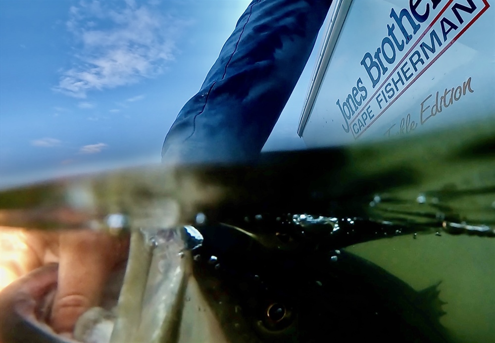 Striped Bass Conservation: Addendum II to Amendment 7 Priorities
