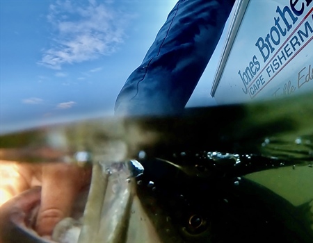 Striped Bass Conservation: Addendum II to Amendment 7 Priorities