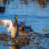 New Bridge Linking Kentucky and Illinois Threatens Boatwright WMA