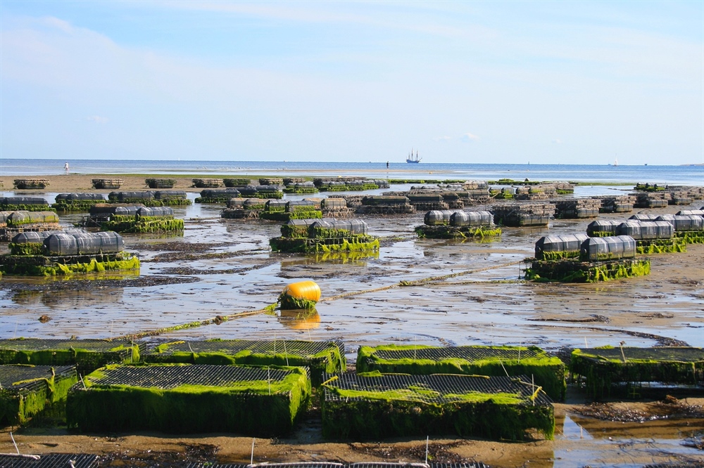 RI – Sapowet Cove Aquaculture Application determined to be ‘Contested’