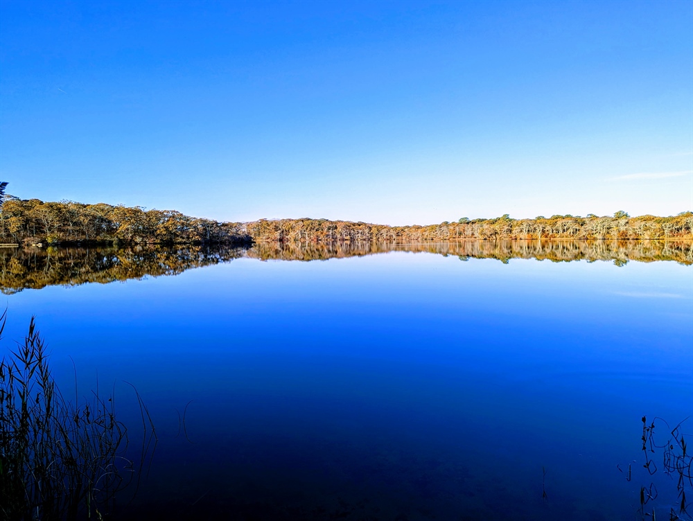 NY BHA November Newsletter