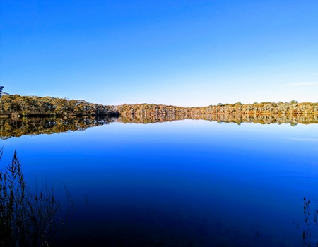 NY BHA November Newsletter