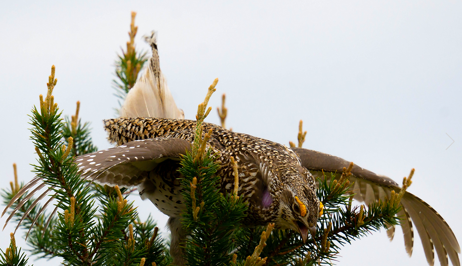 WI Sharptail grouse comment period OPEN