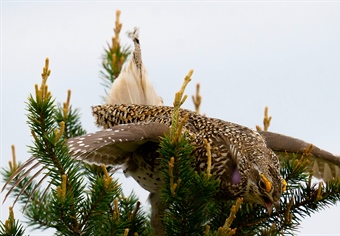 WI Sharptail grouse comment period OPEN