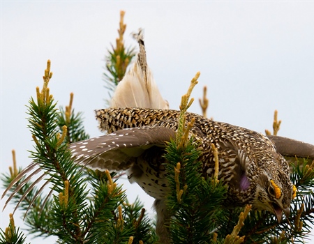 WI Sharptail grouse comment period OPEN