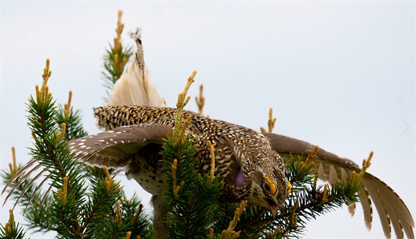 WI Sharptail grouse comment period OPEN