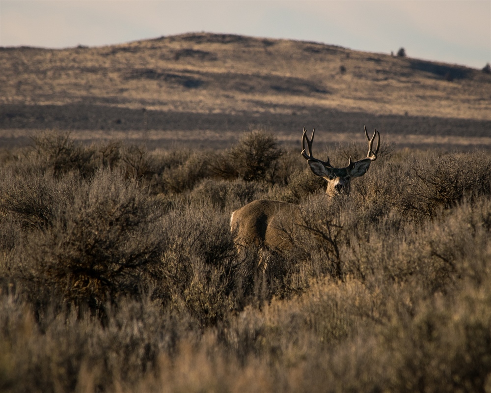 UT BHA's Miles for Muleys: Paunsaugunt Fencing Project