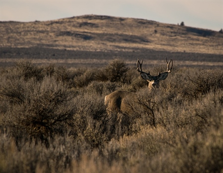 UT BHA's Miles for Muleys: Paunsaugunt Fencing Project