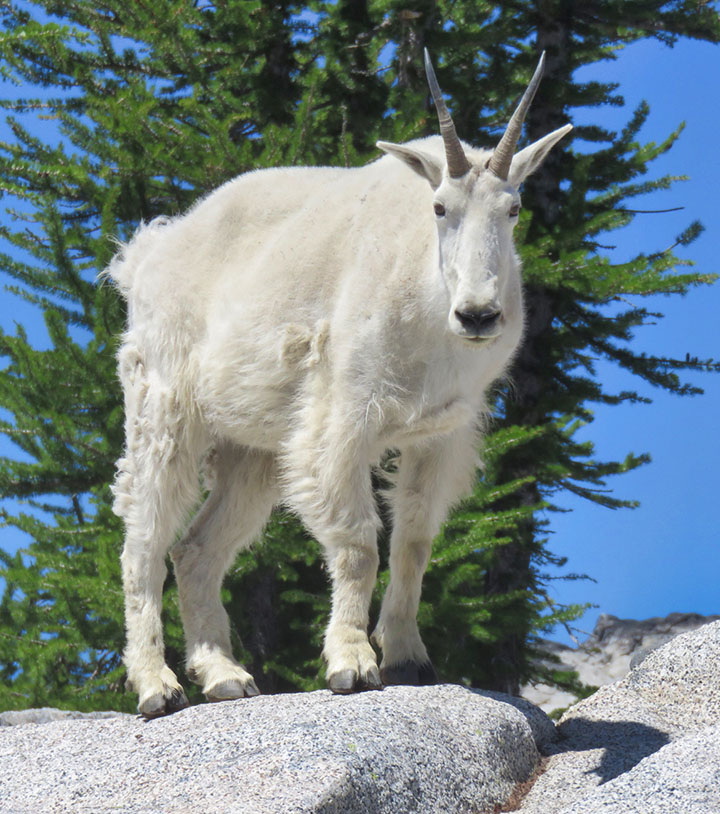 Status of Mtn Goats in WA: Beers w/ Bios Recap