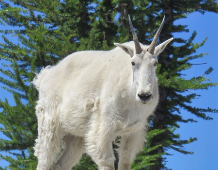 Status of Mtn Goats in WA: Beers w/ Bios Recap