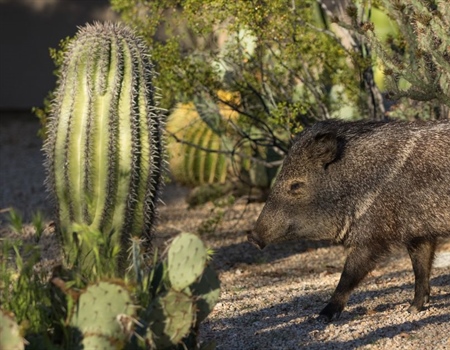 Operation Javelina